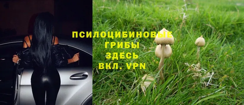 Псилоцибиновые грибы Cubensis  Гаджиево 